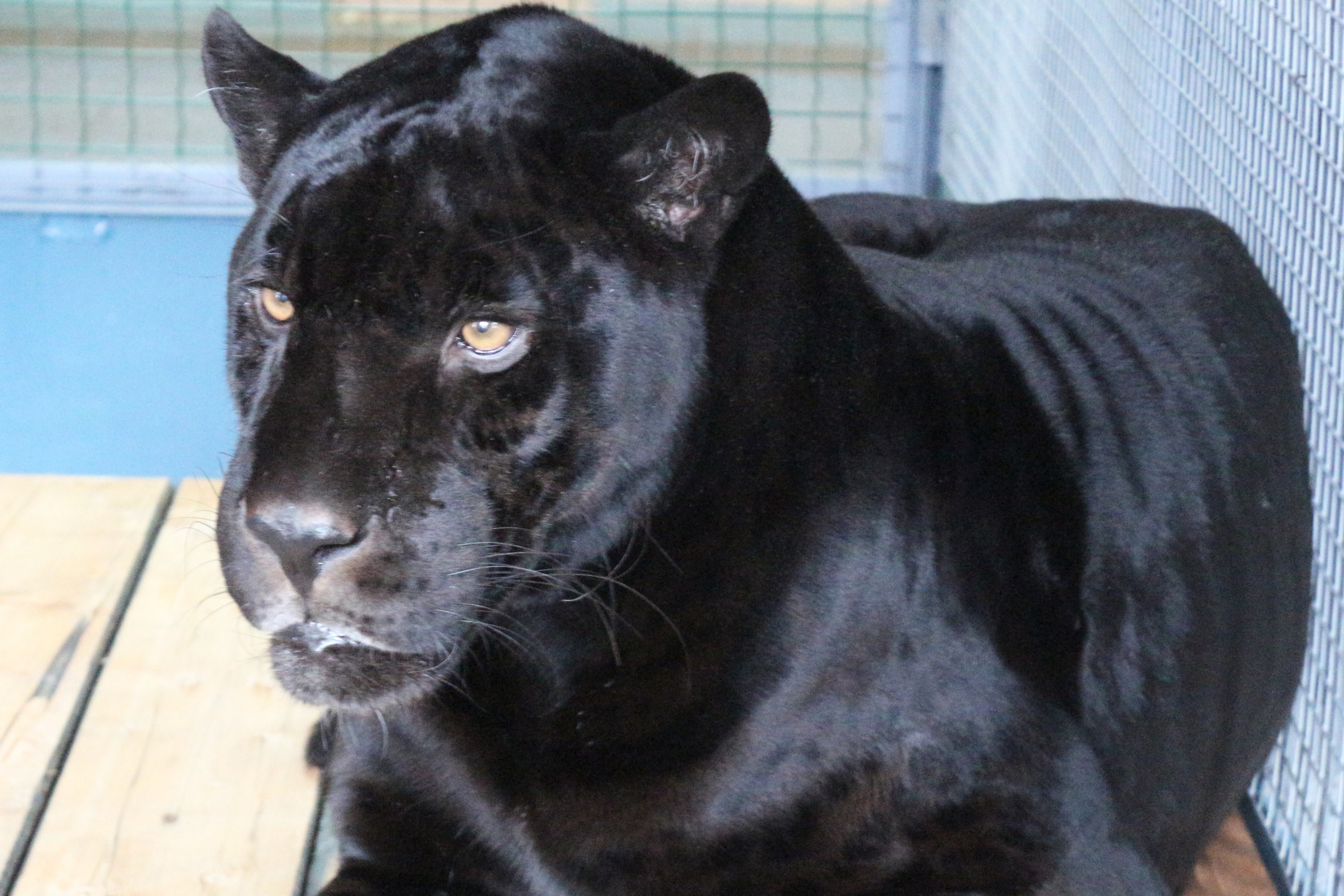 Свободу Яго! Чёрный ягуар, родившийся в Екатеринбурге, сбежал из зоопарка -  «Уральский рабочий»